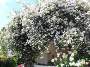 kopija datoteke 20210602 160319